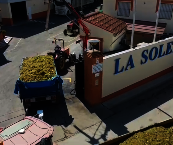 La Soledad, 50 años cultivando unión, vino y futuro desde Aceuchal