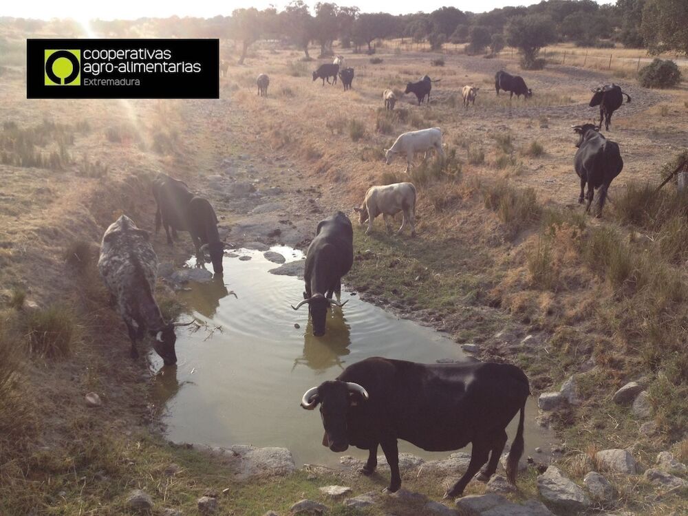 Cooperativas Extremadura insiste en que la línea de seguro de compensación de pastos no funciona