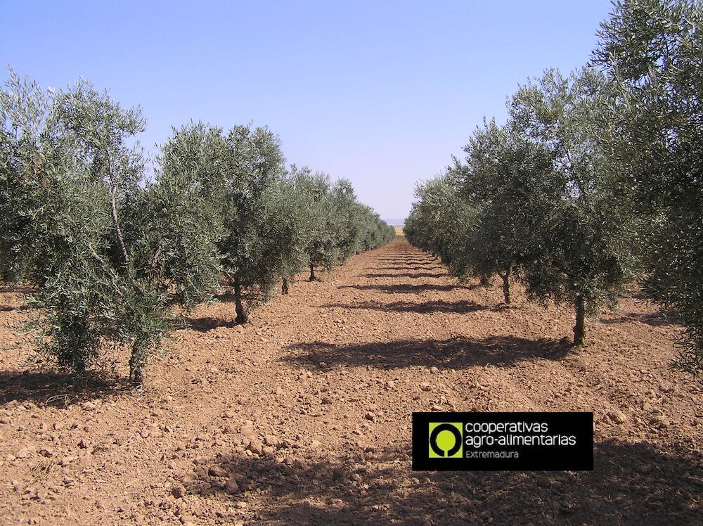 Cooperativas Agro-alimentarias Extremadura apoya la manifestación del sector oleícola el 10 de octubre en Madrid