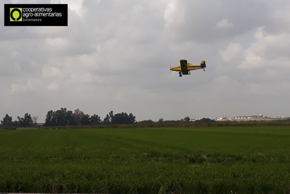 Autorizada la campaña oficial de tratamiento fitosanitario contra la pudenta del arroz