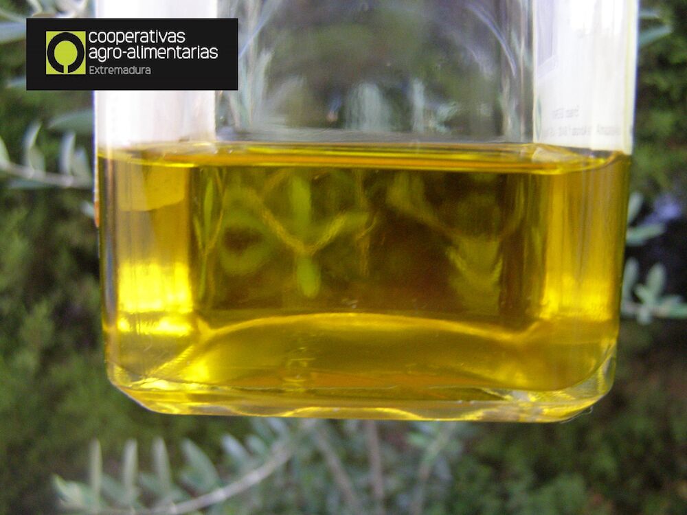 La cooperativa Virgen de la Estrella participa en el grupo operativo OLEOTEC para incrementar la calidad de su aceite de oliva virgen extra