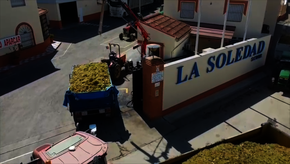 La Soledad, 50 años cultivando unión, vino y futuro desde Aceuchal